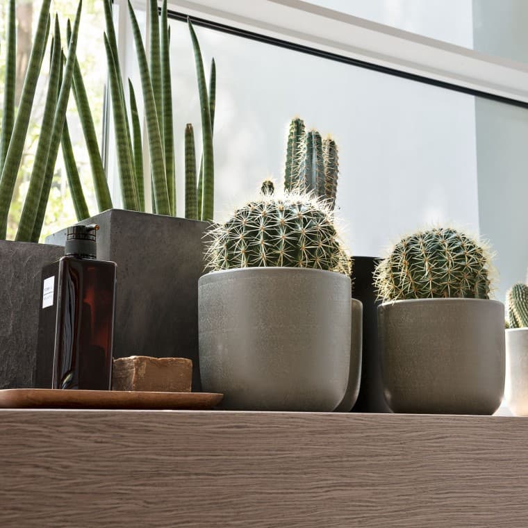 Diverse planter i vinduskarmen Diverse planter i vinduskarmen